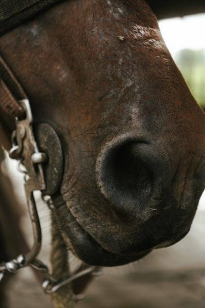 bit guide for horses