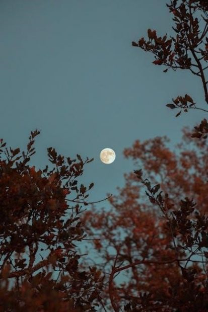 midnight library pdf